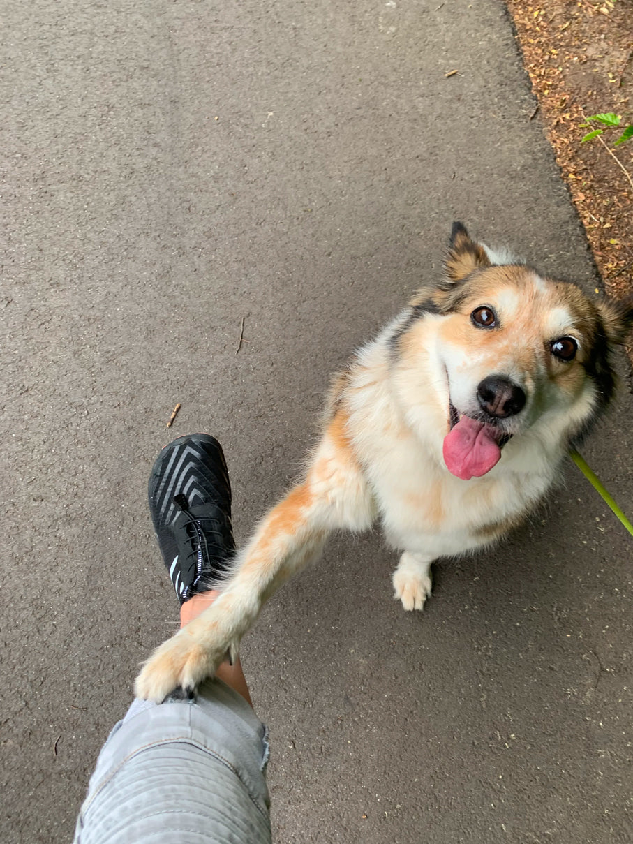 files/freiluftkind_kunde_hund.jpg