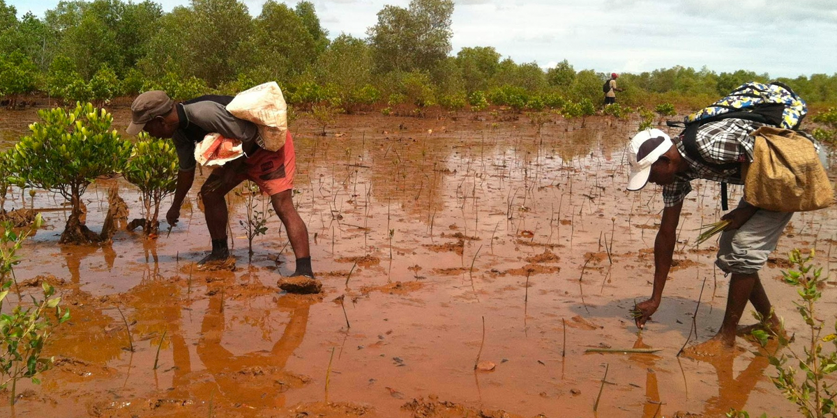 Zwei Männer pflanzen Bäume